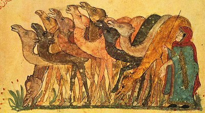 A woman herding camels